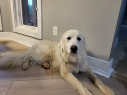 Rosie image 1