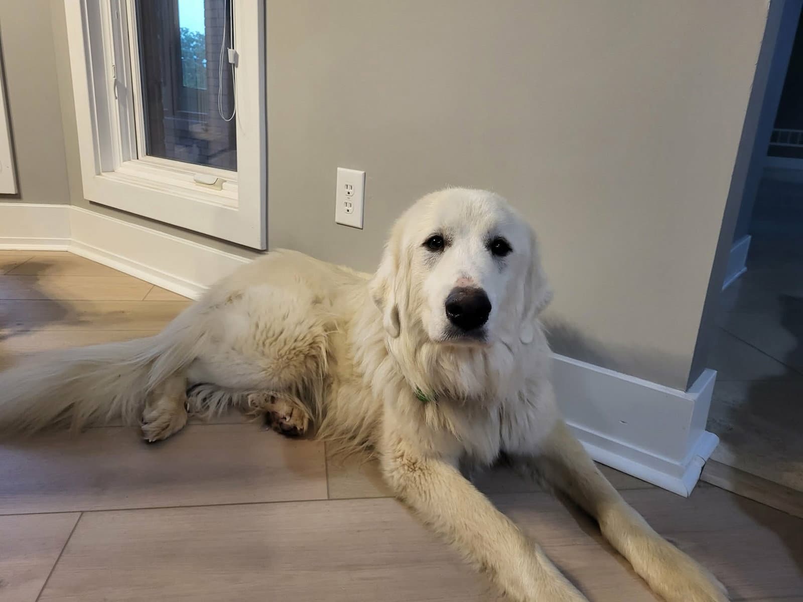 Rosie - Great Pyrenees