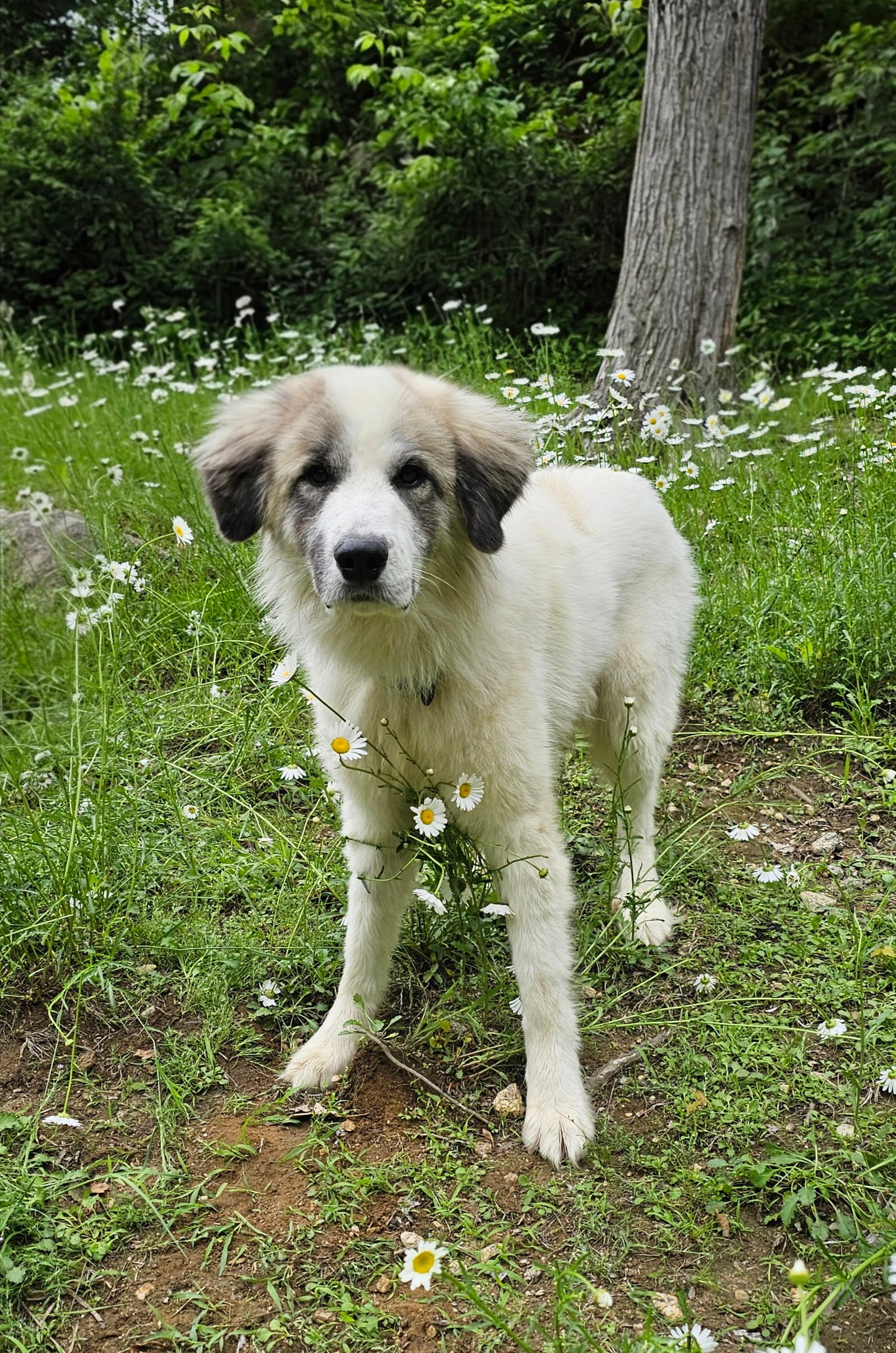 Bear - Great Pyrenees