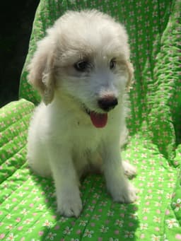 Poppy image 1