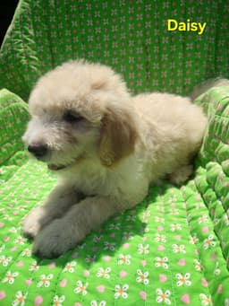 Daisy image 1