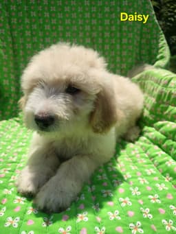 Daisy image 2