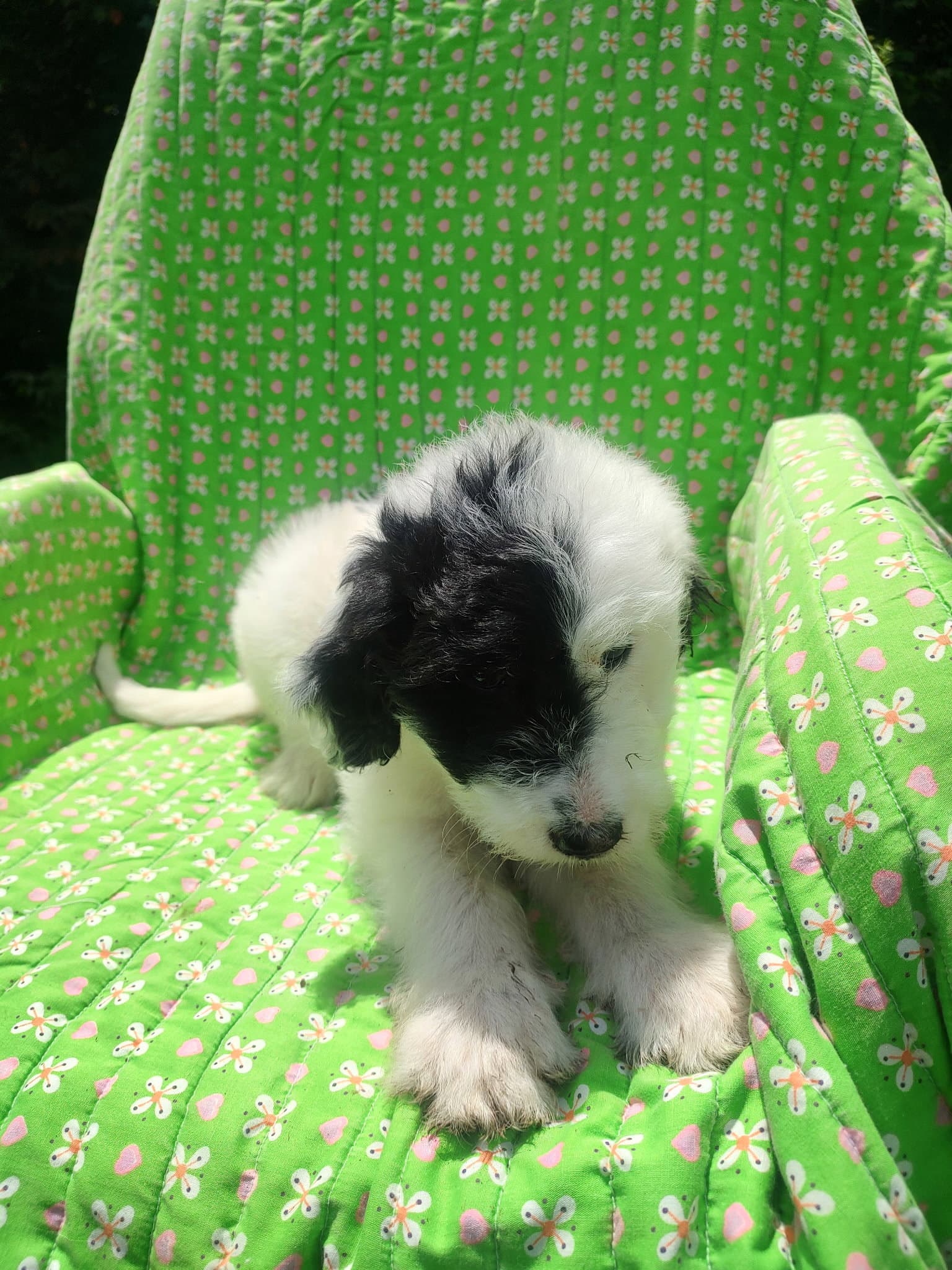 Aster - Great Pyrenees