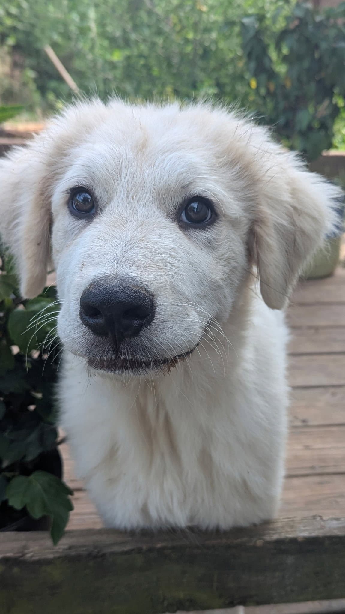 Charlotte - Great Pyrenees