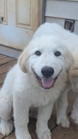 Sonny image 1