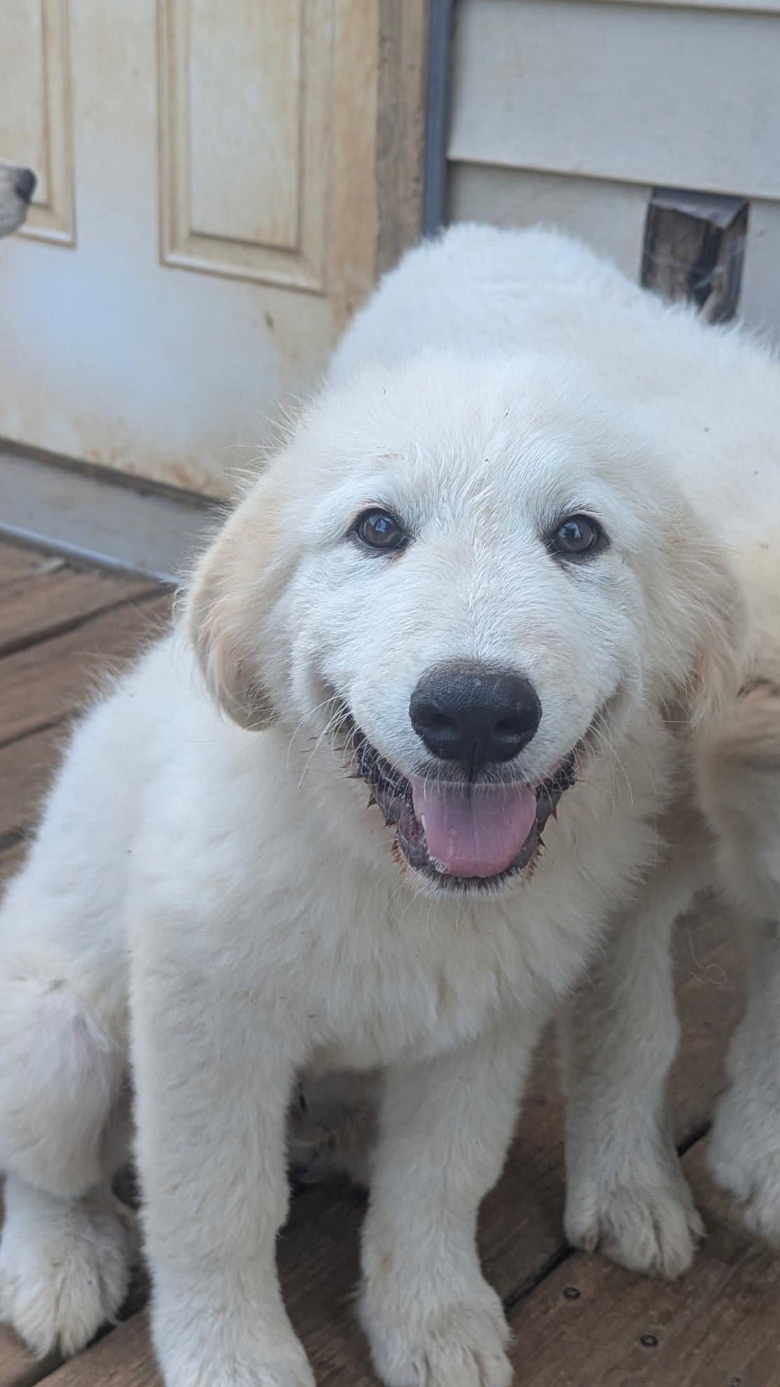 Sonny - Great Pyrenees