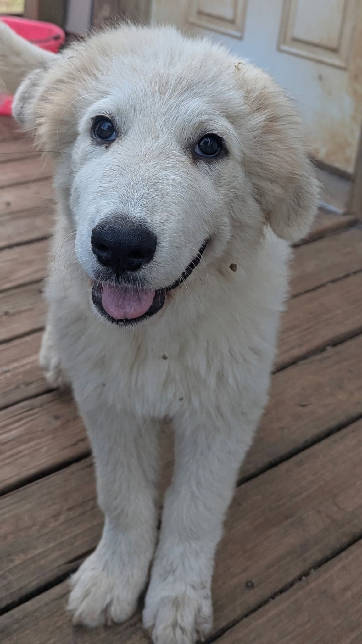 Valentine - Great Pyrenees
