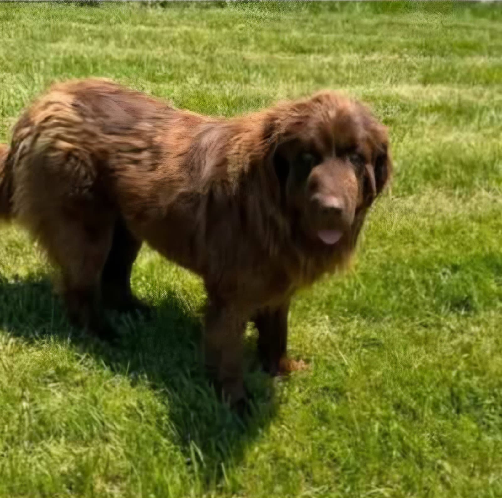 Grizzly - Newfoundland Dog