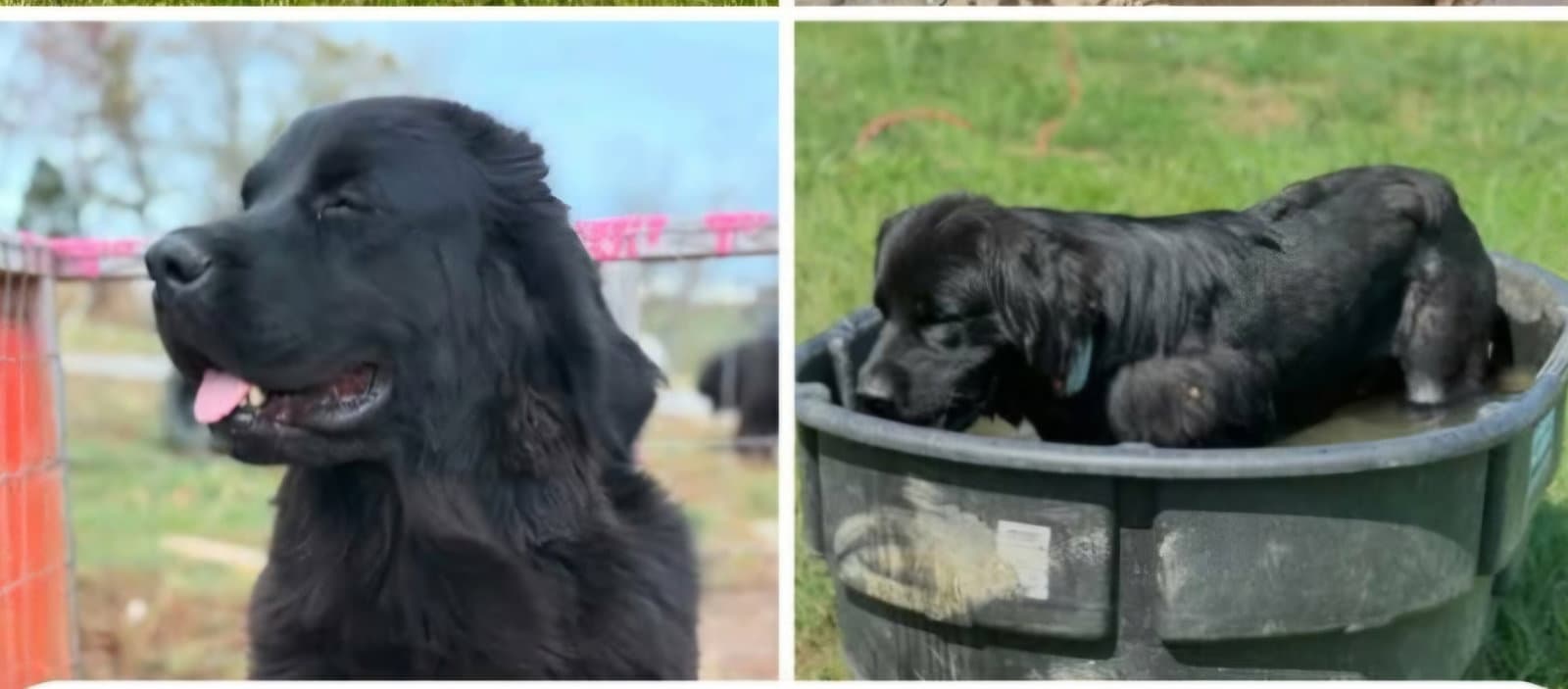 Delilah - Newfoundland Dog