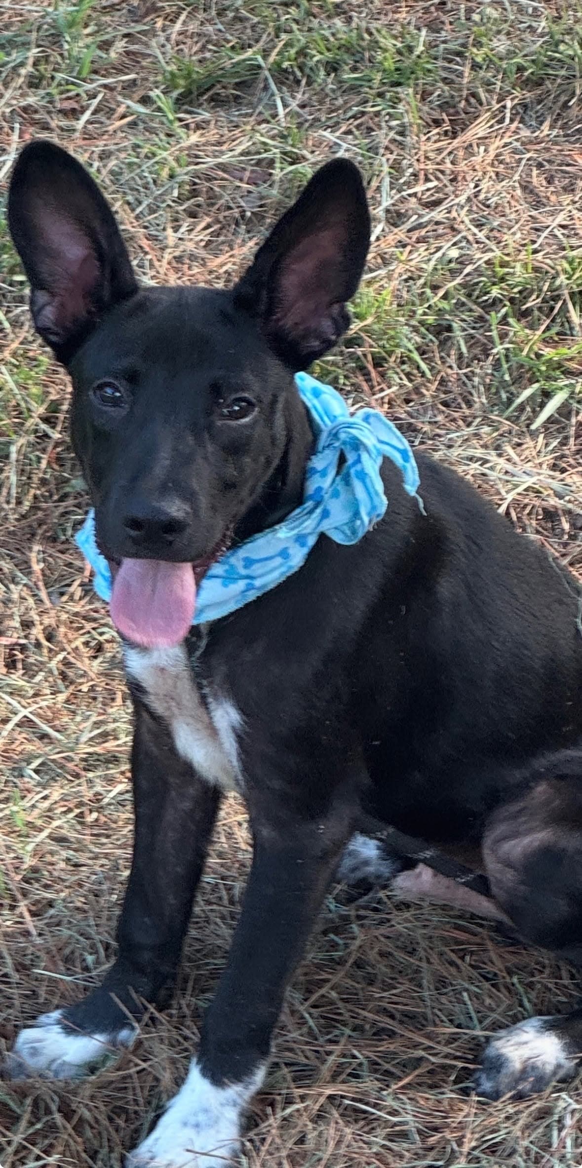 Billy - Australian Kelpie