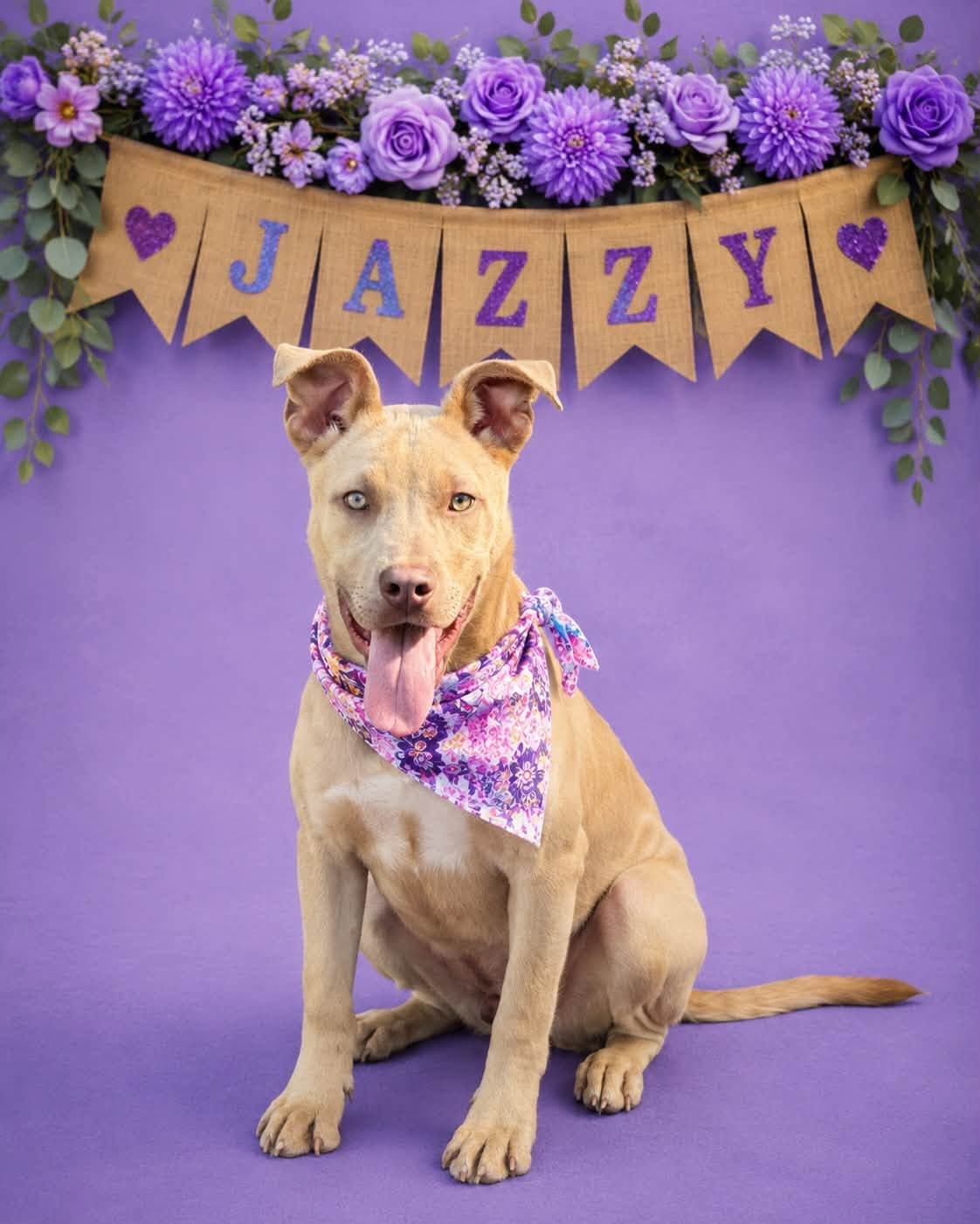 Jazzy - American Pit Bull Terrier