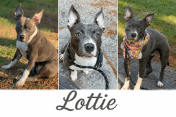 Lottie image 1