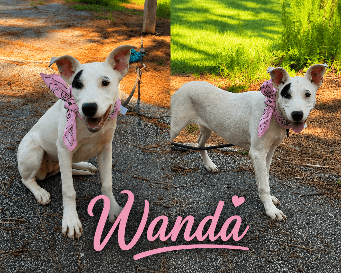 Wanda - Bull Terrier