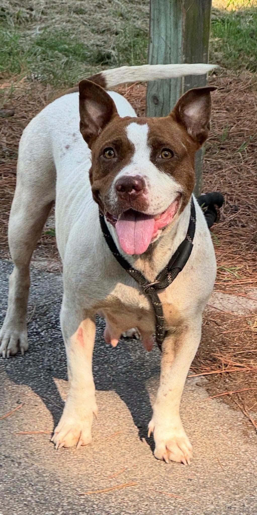 Gabby - American Pit Bull Terrier