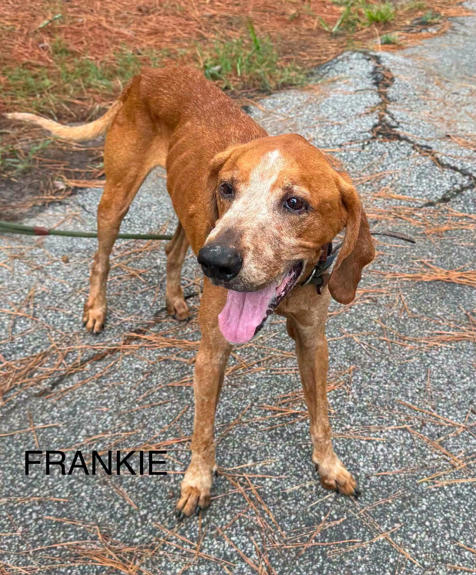 Frankie - Hound