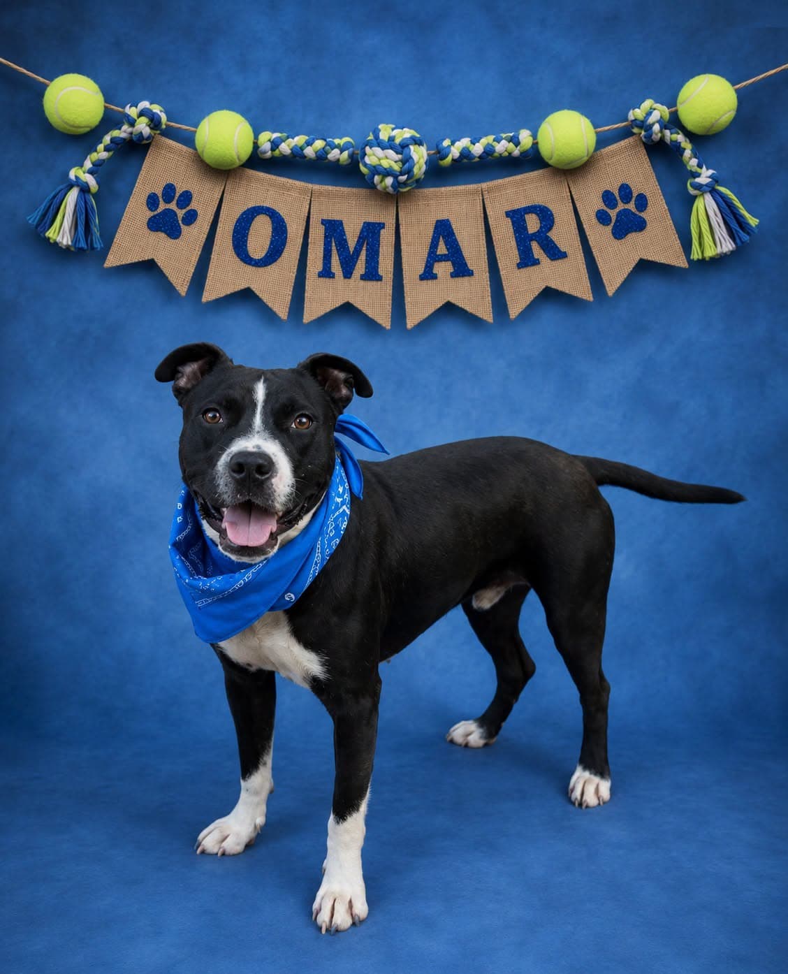 Omar - American Pit Bull Terrier