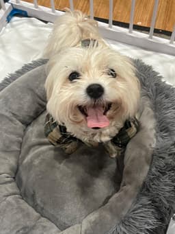 Fluffy image 1