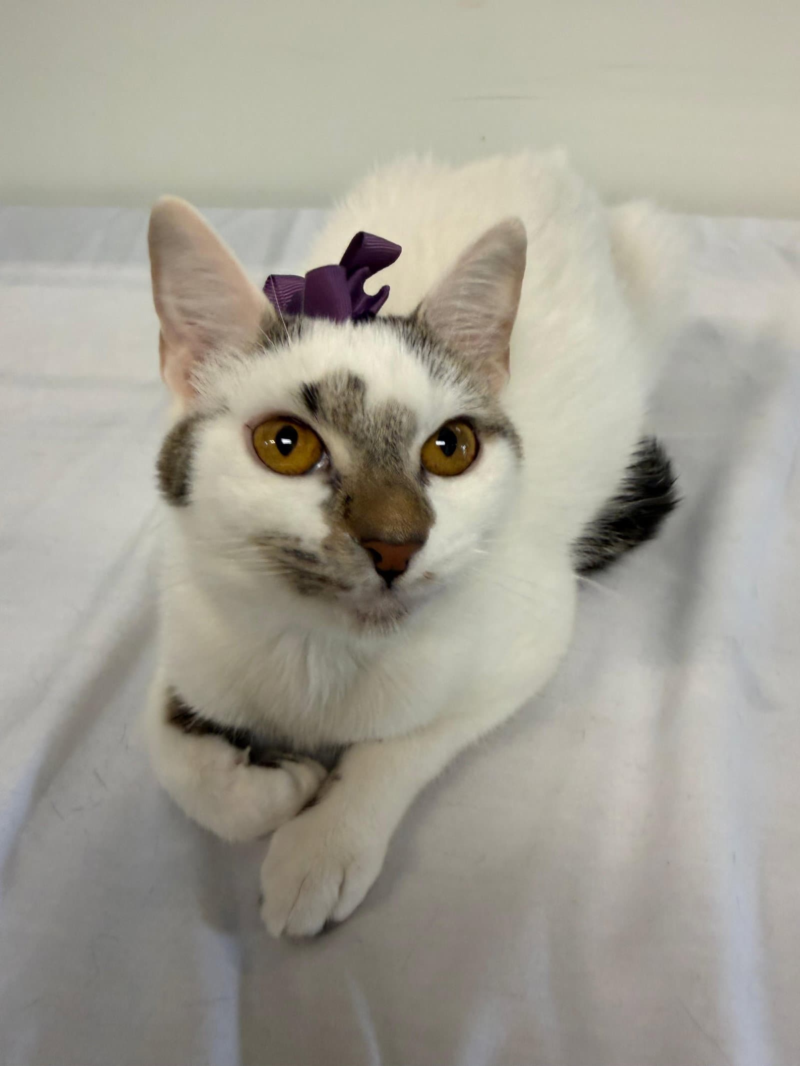 Milhouse - Domestic Short Hair
