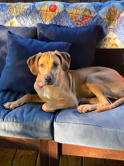 Bella image 1