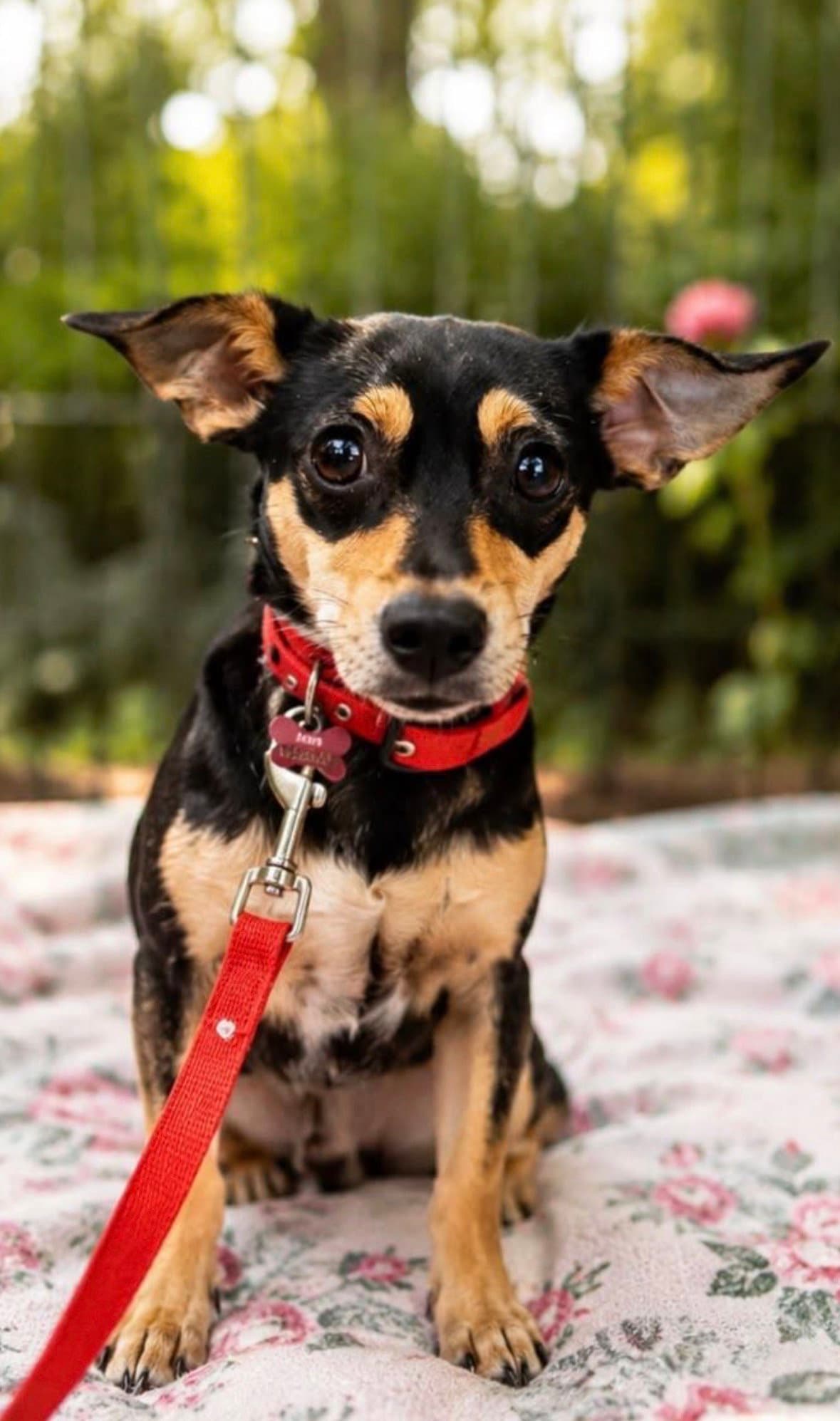 Bella - Chihuahua