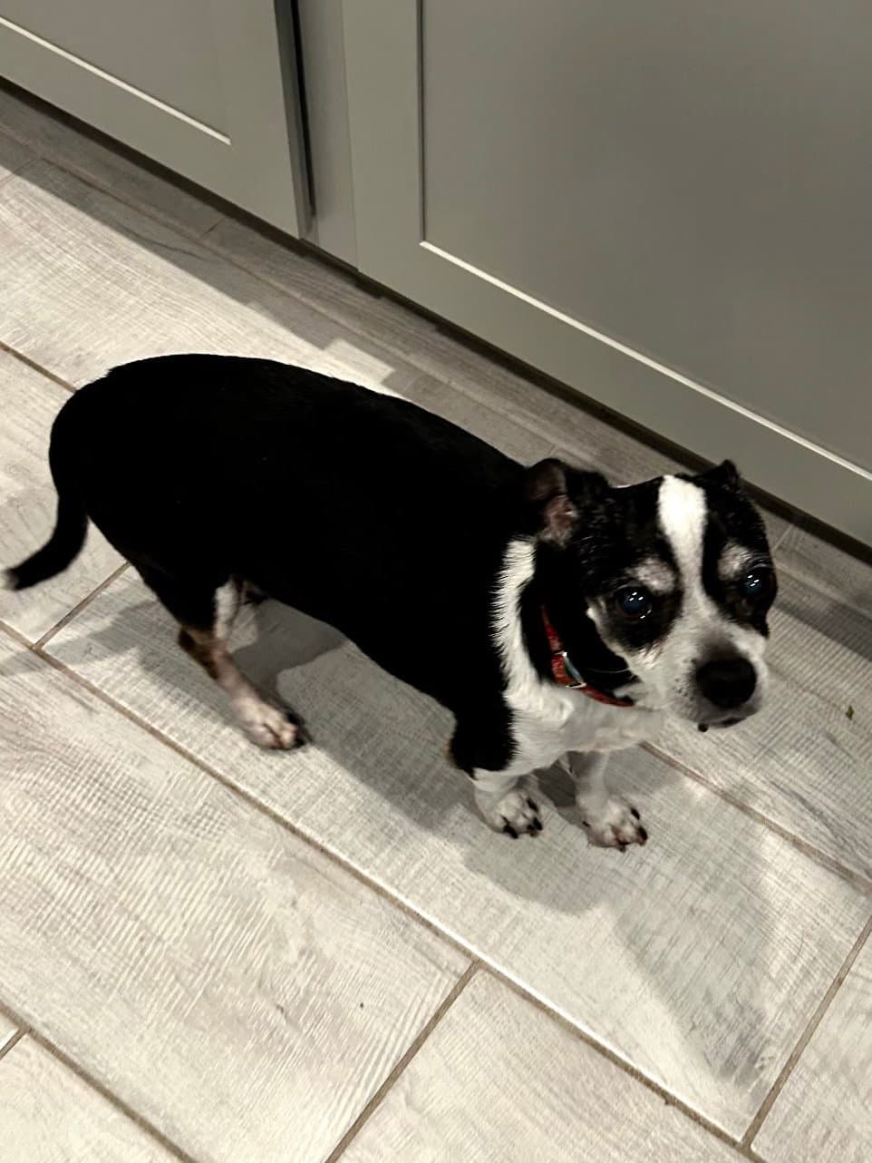 Charlie - Chihuahua