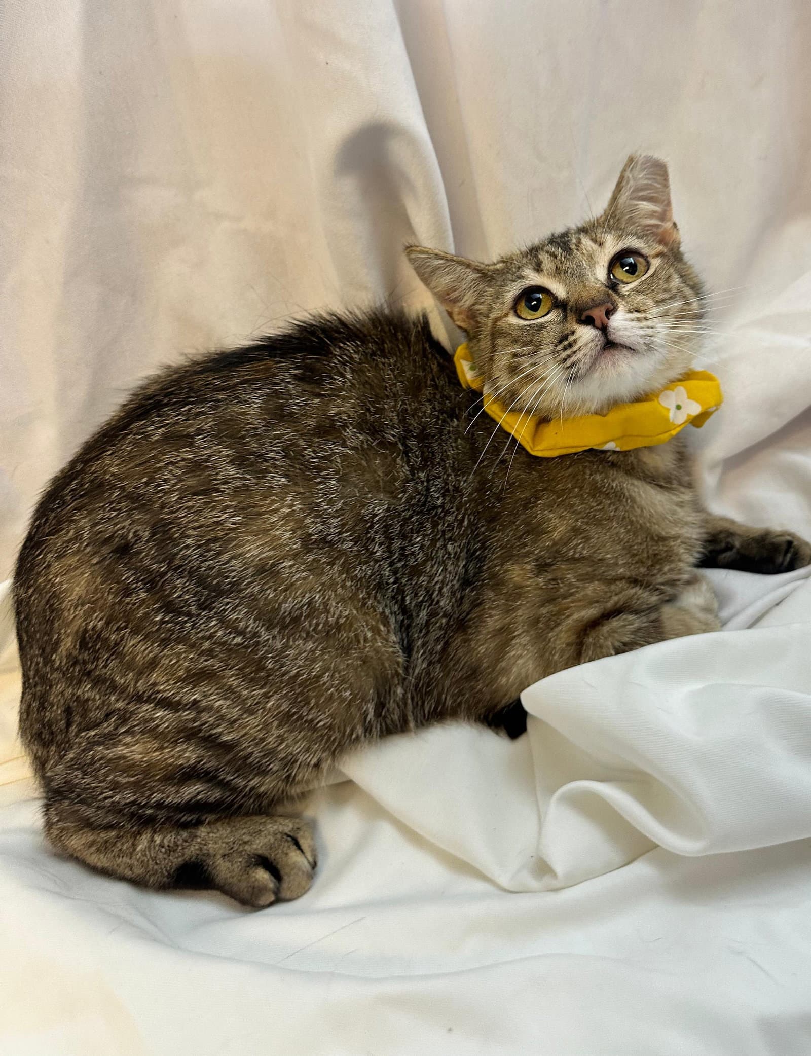 Little Tiger - Domestic Short Hair