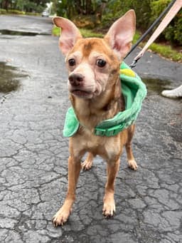 Frankie image 1