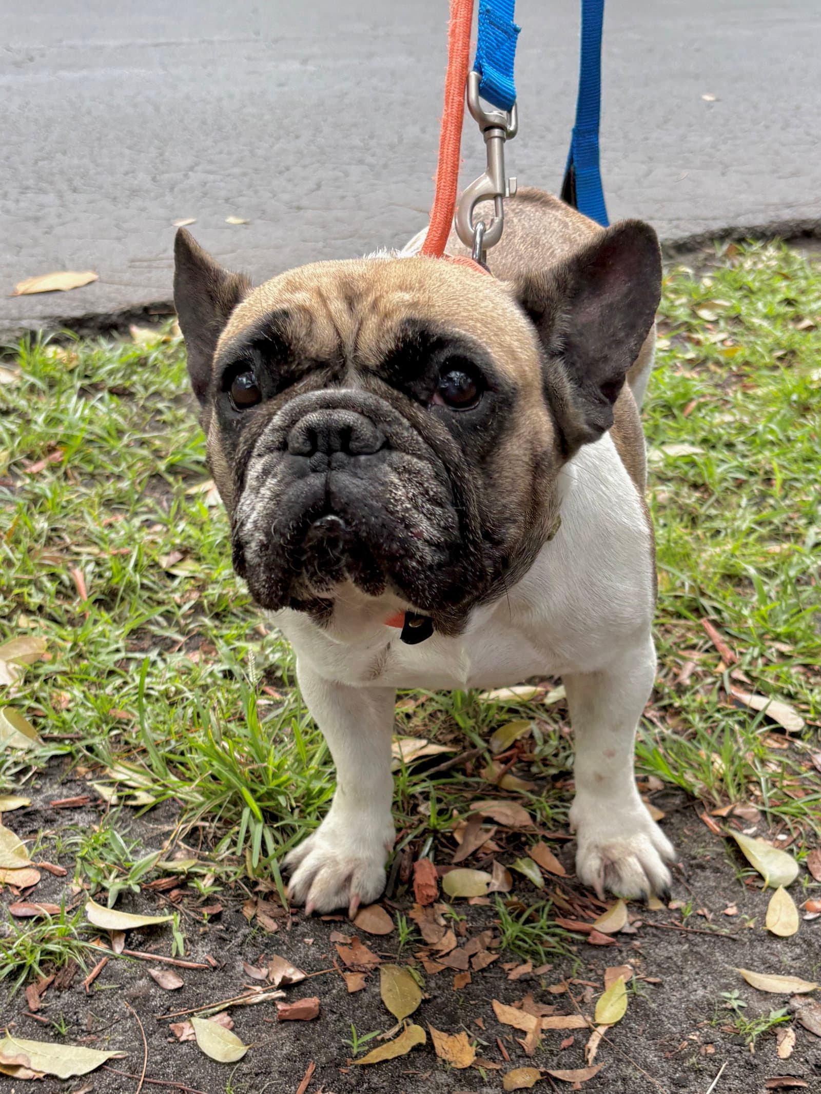 Janey - French Bulldog