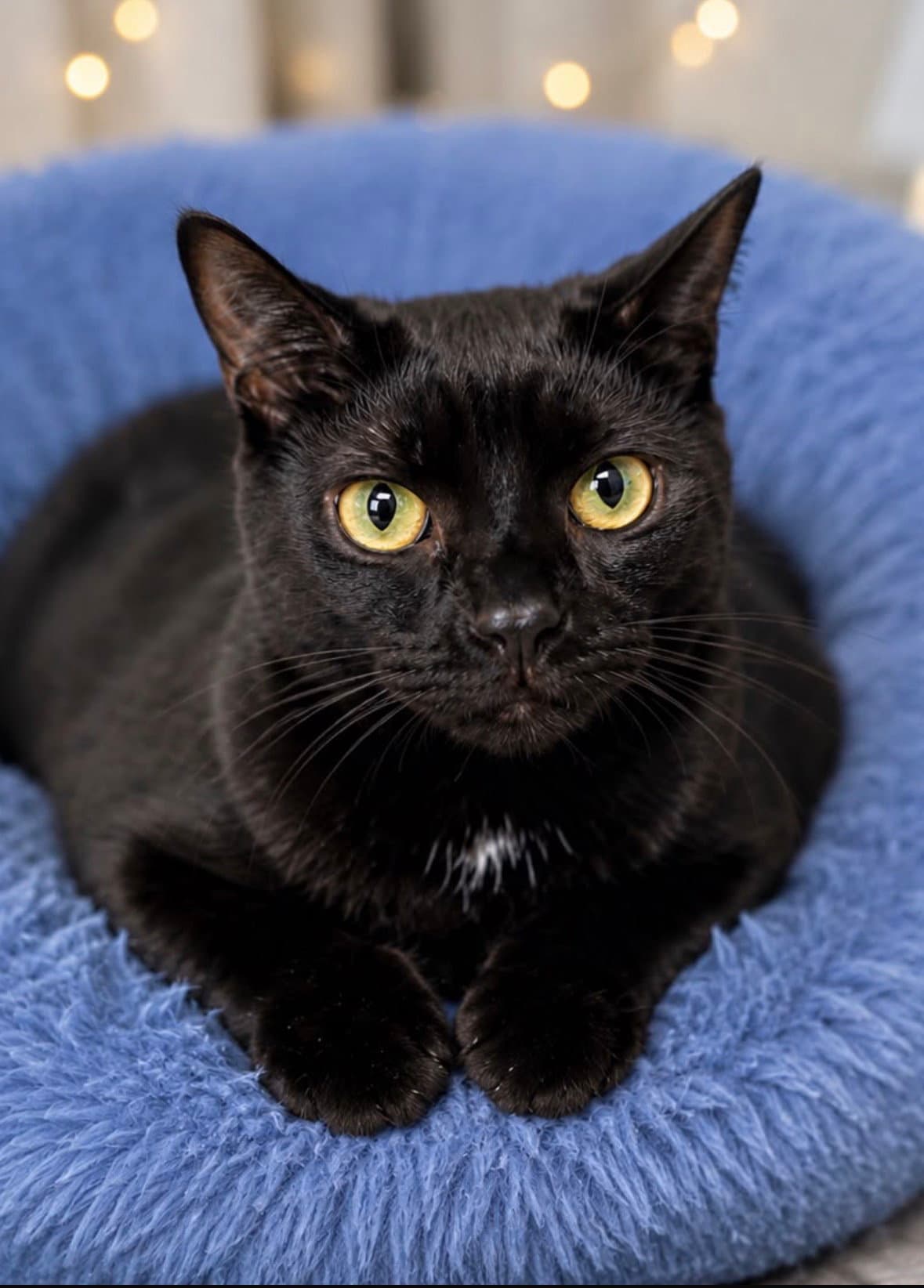 Toddy - Domestic Short Hair