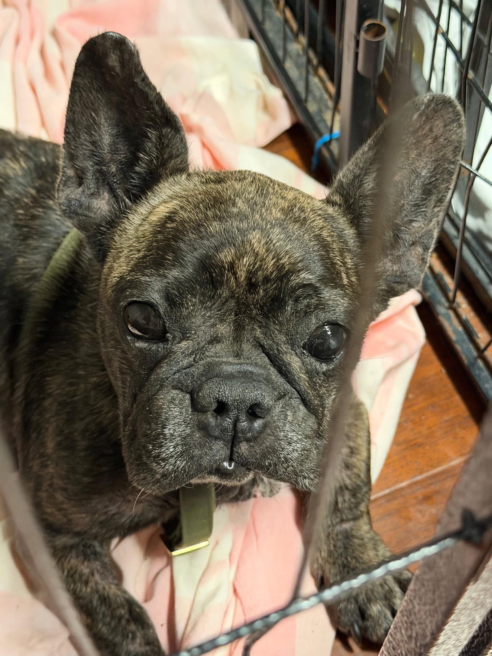 Lucia - French Bulldog