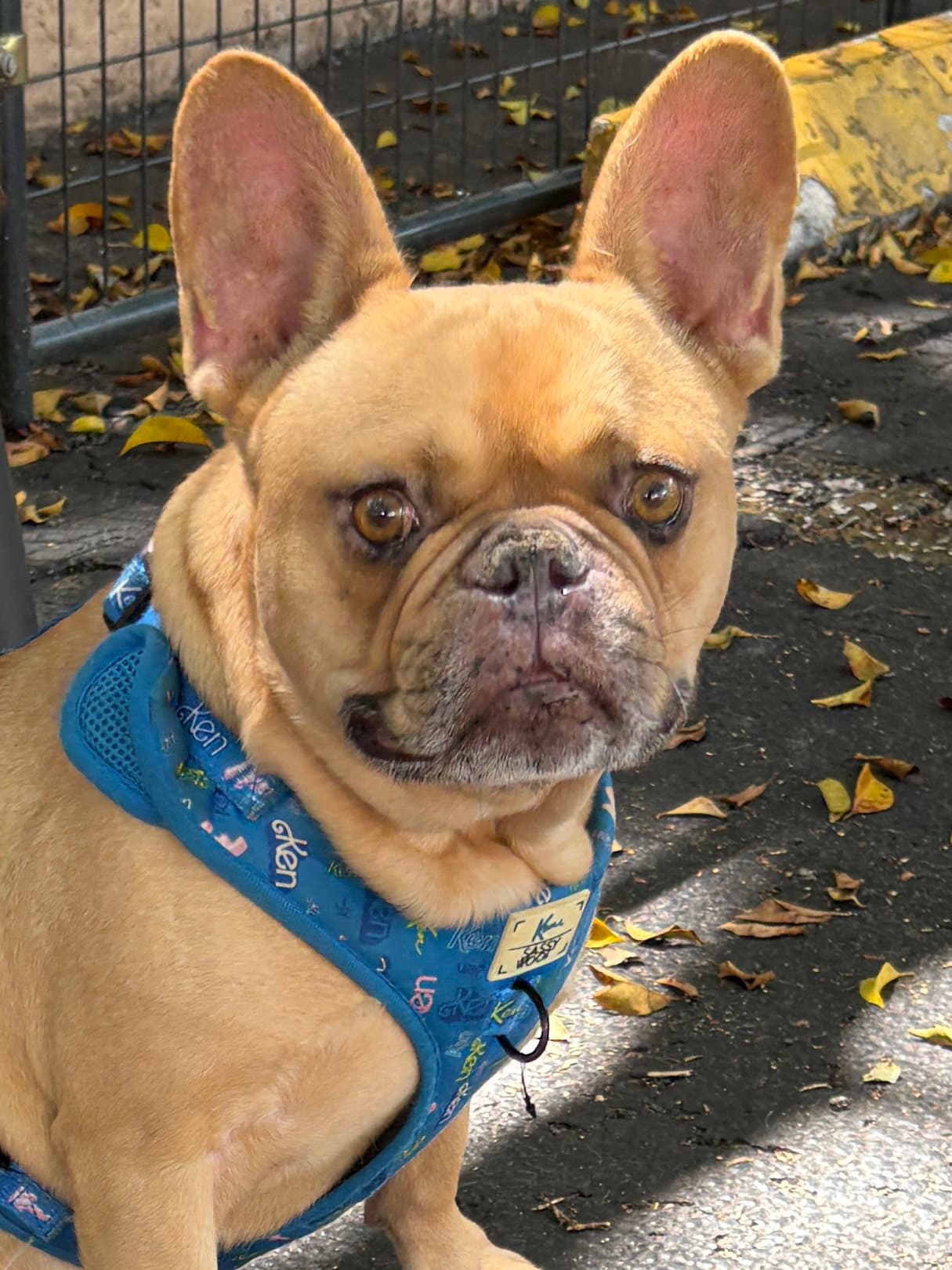 Cuba - French Bulldog
