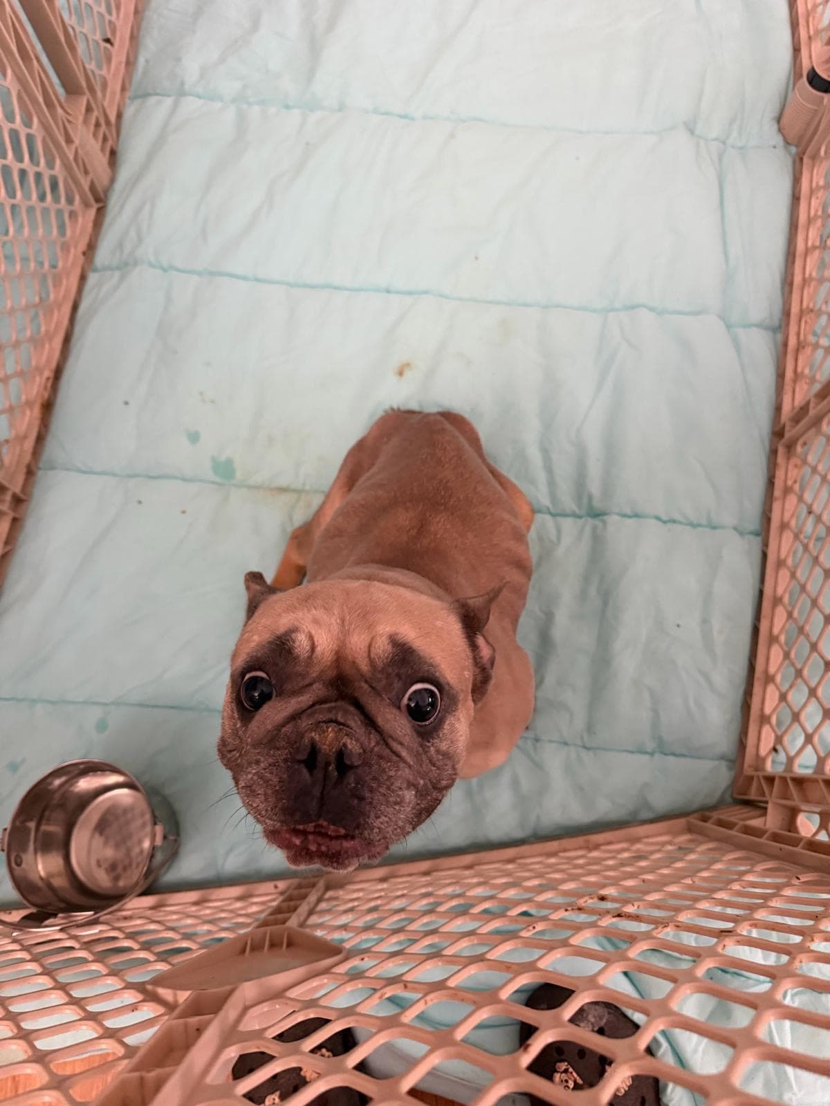 Talita - French Bulldog