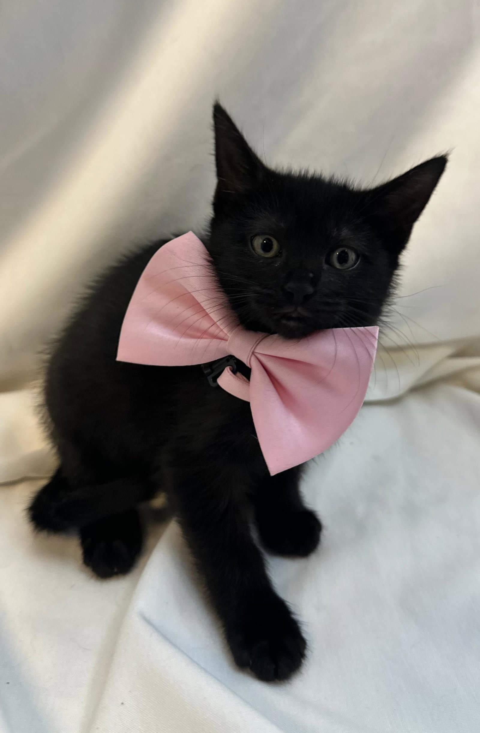 Cranberry - Domestic Short Hair