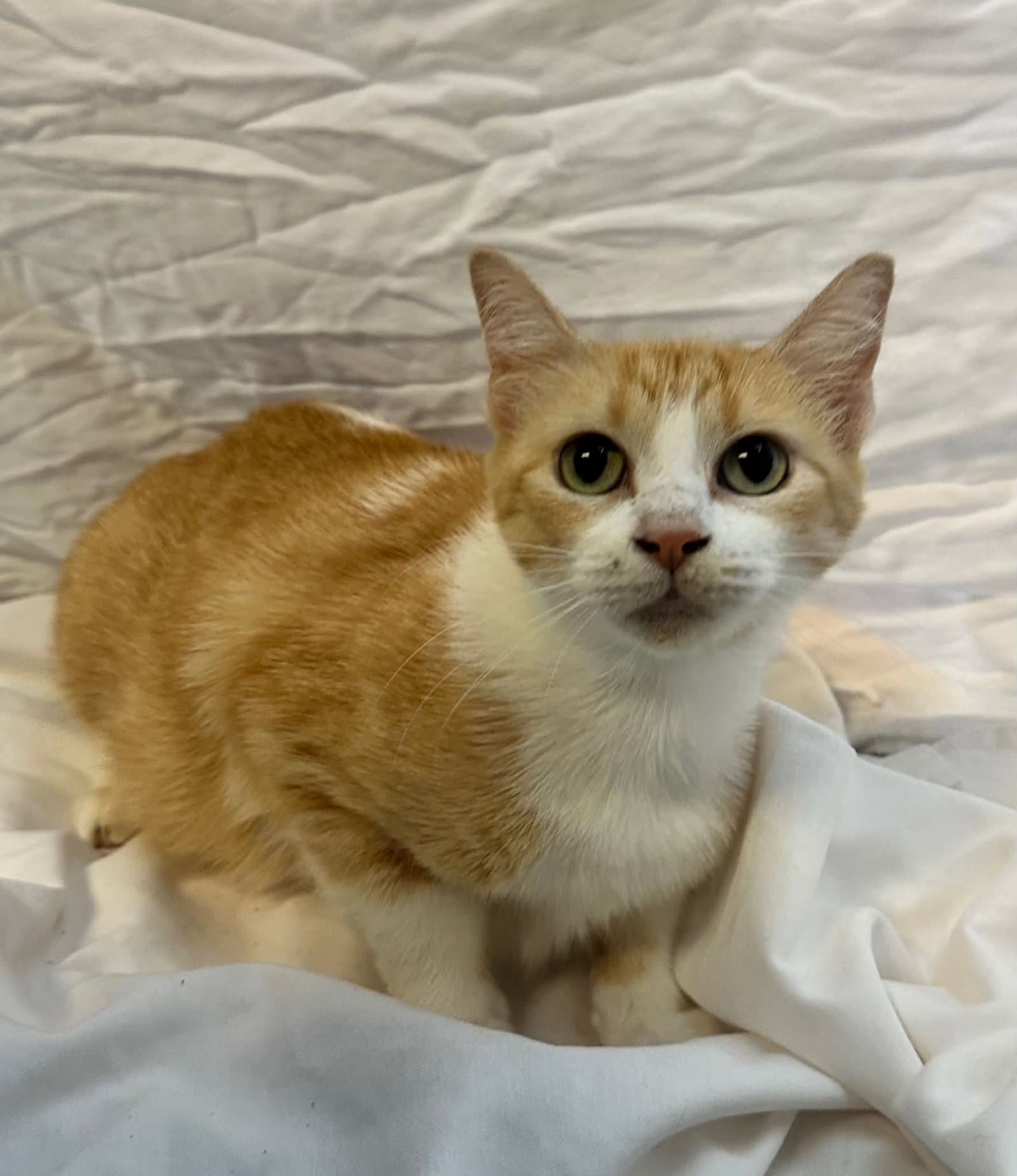 Bella - Tabby