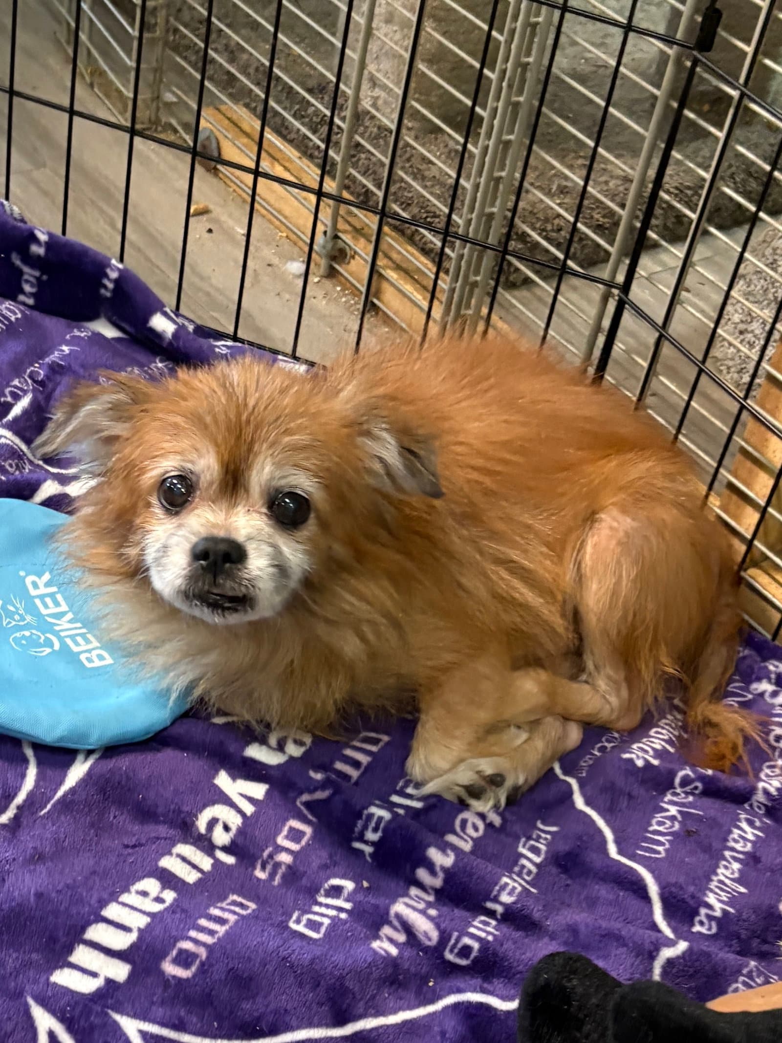 Robin - Pomeranian