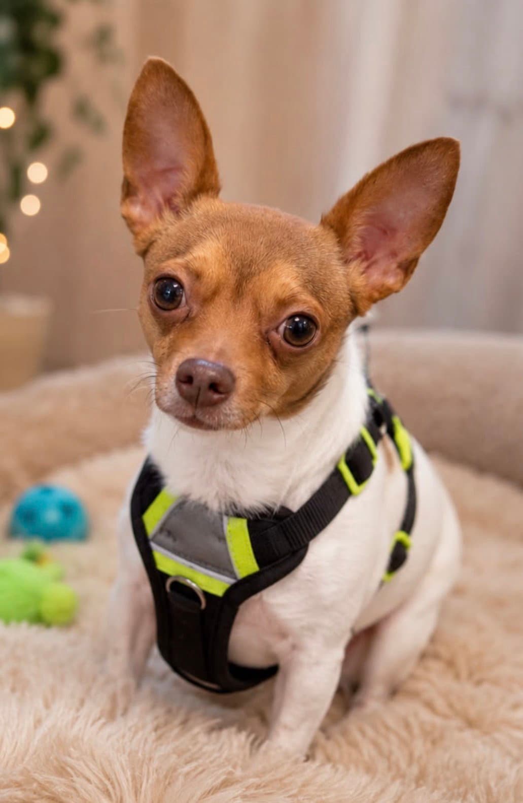 Peanut - Chihuahua