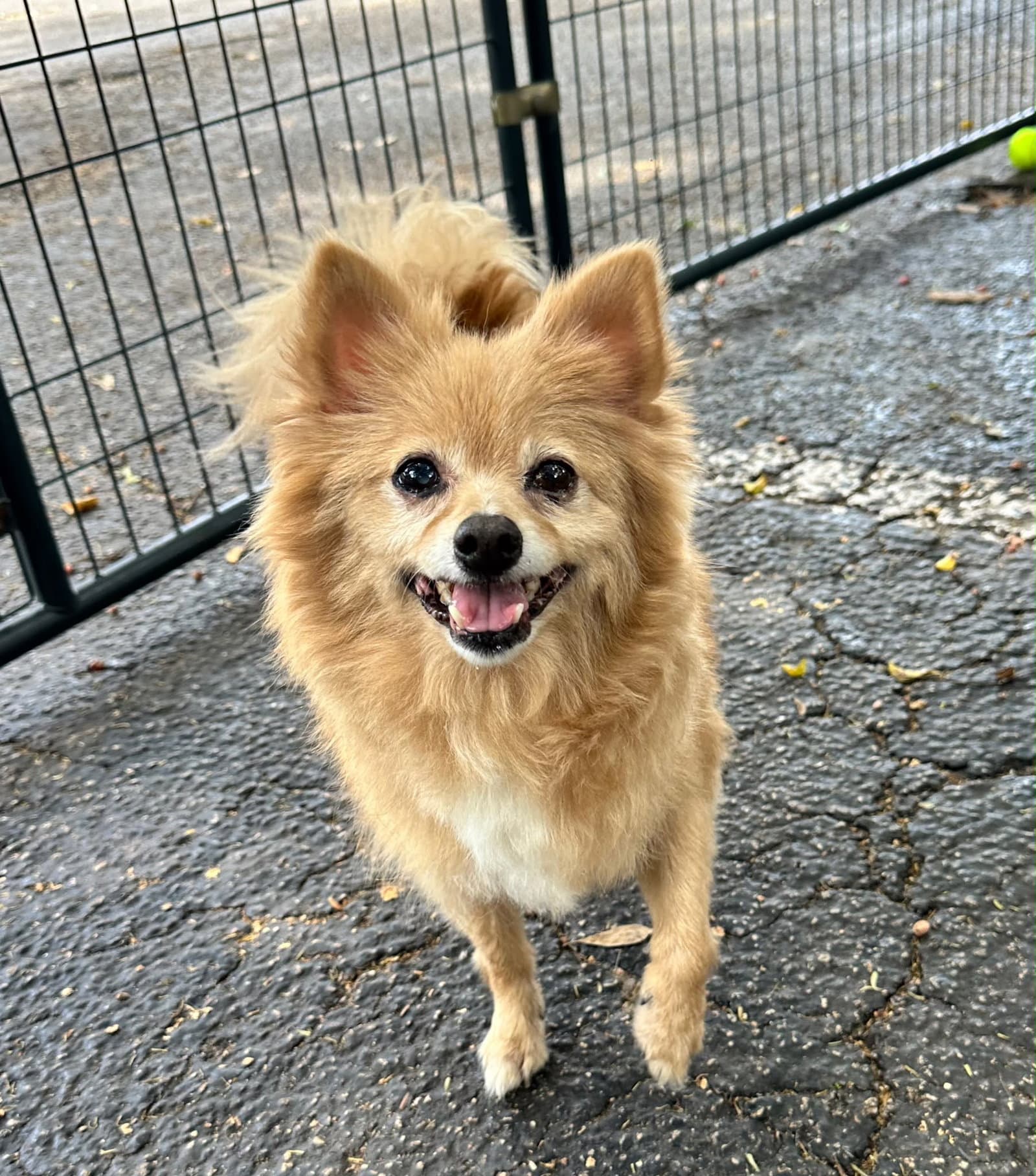 Pompom - Pomeranian