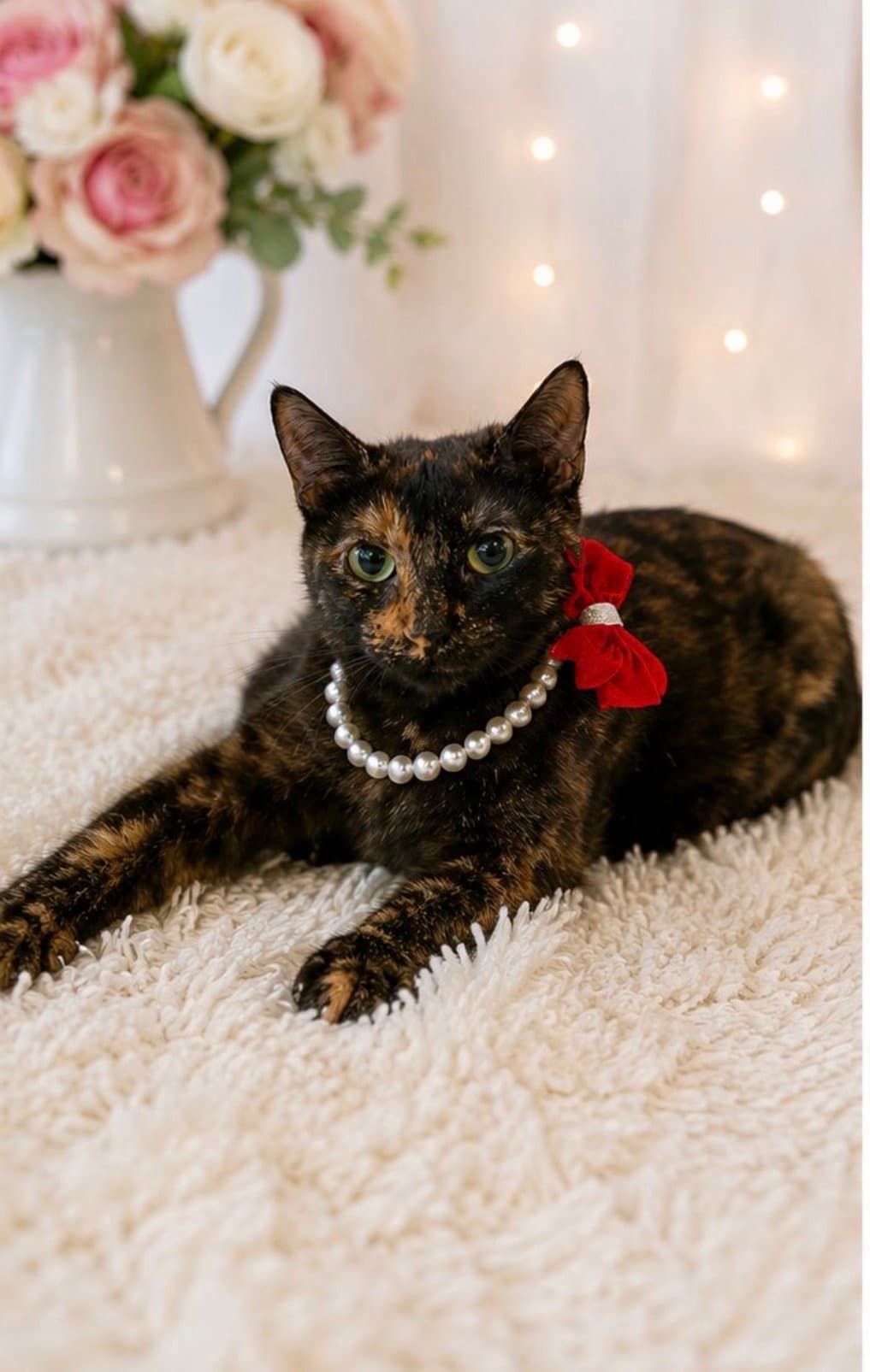 Marcia - Tortoiseshell