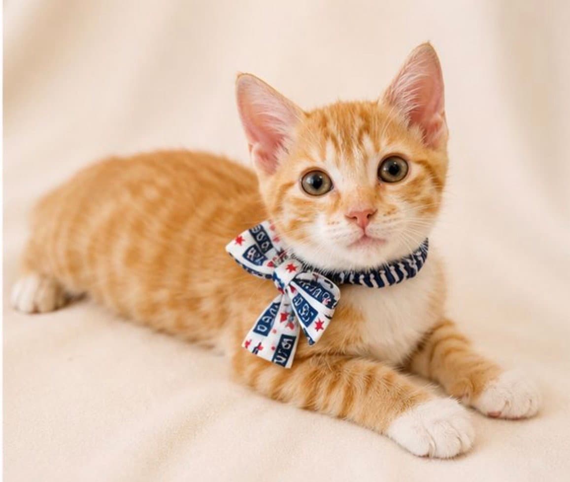 Grant - Domestic Short Hair