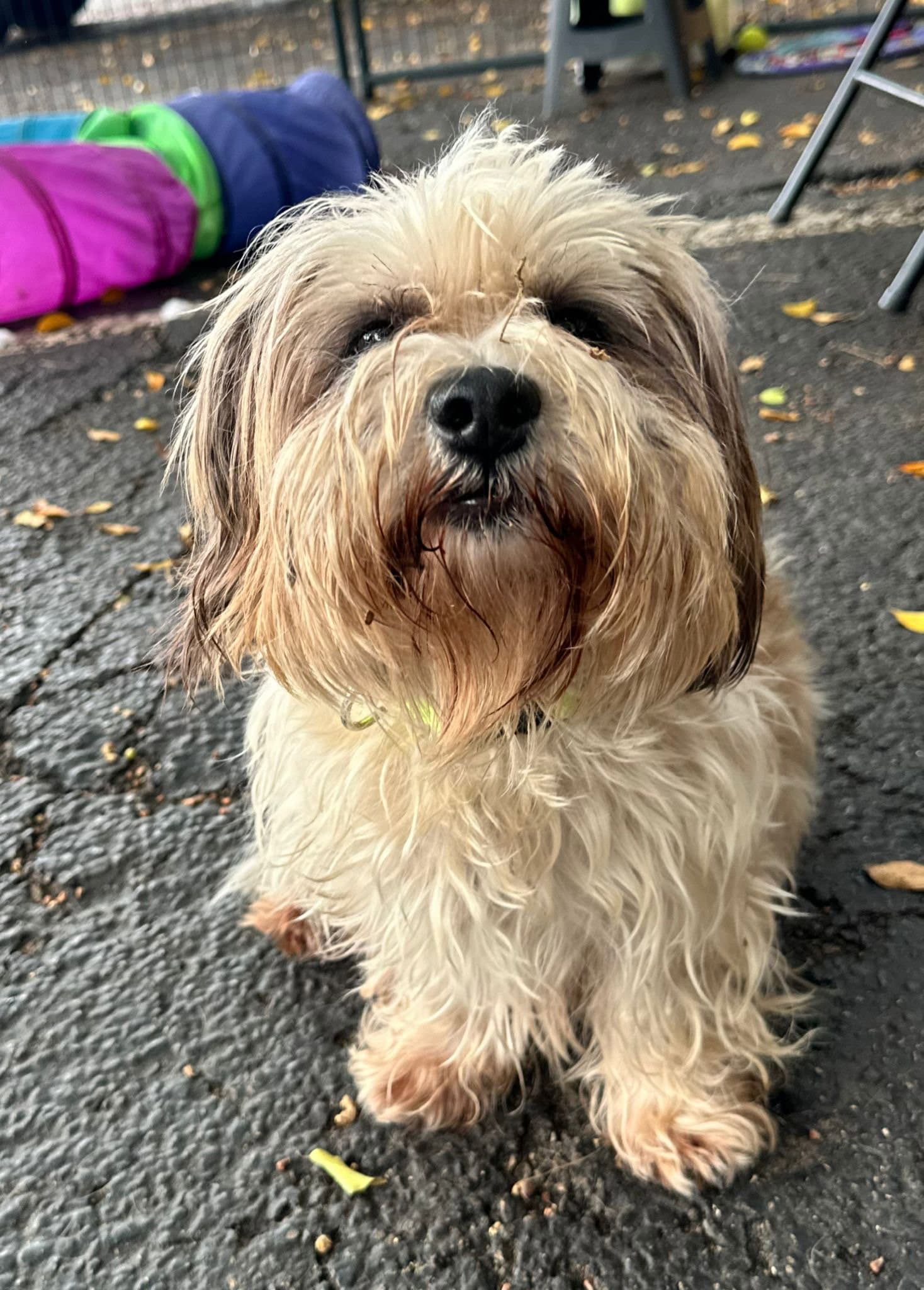 Andreia - Shih Tzu