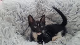 Purrfection image 1