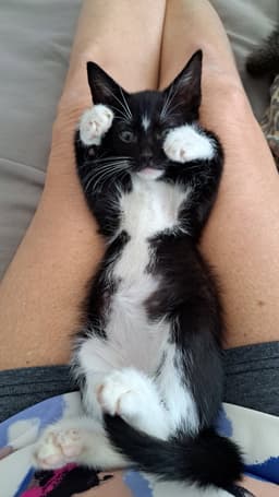 Purrfection image 2