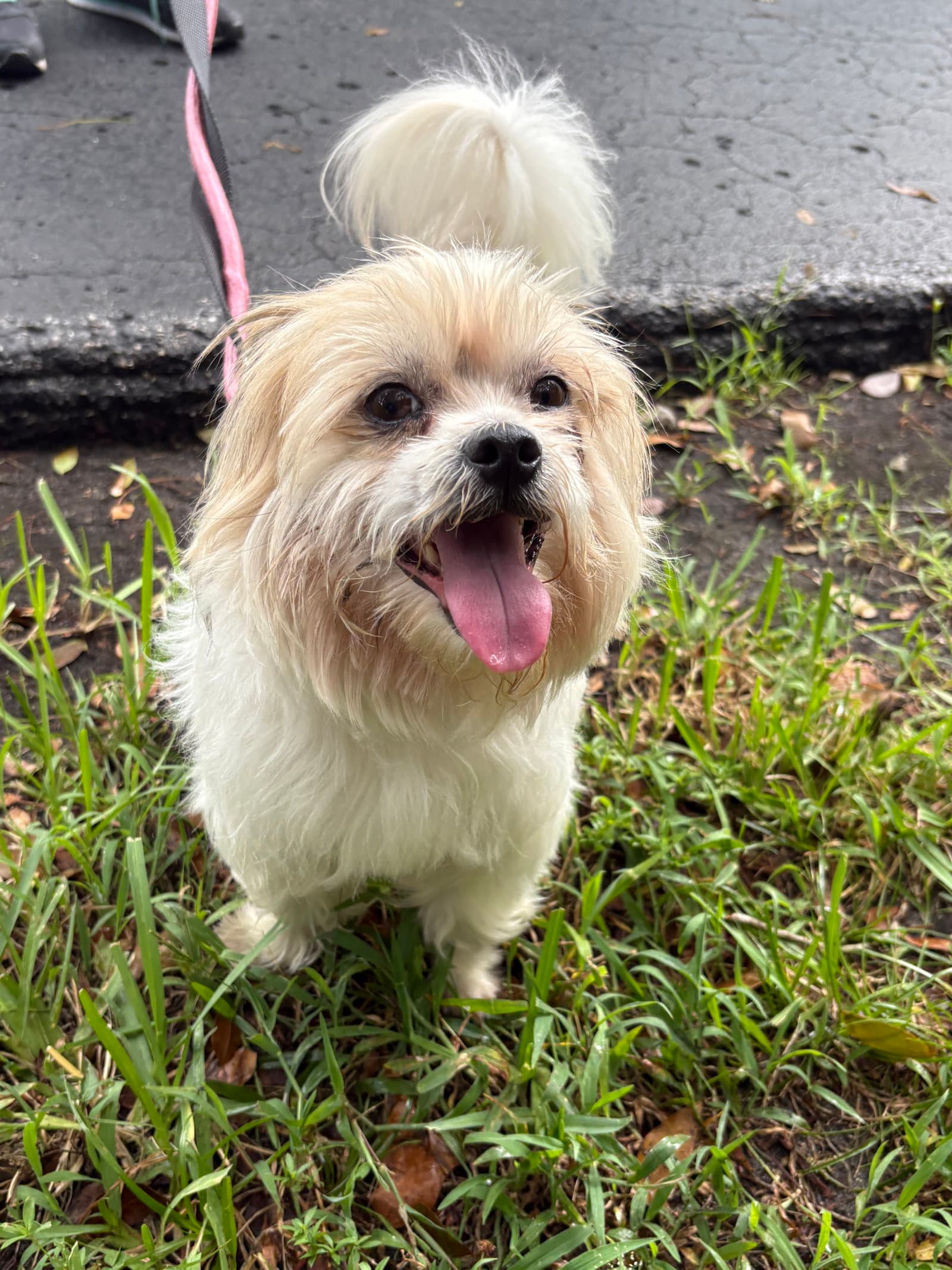 Luigi - Lhasa Apso