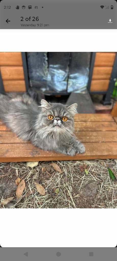 Perola - Persian