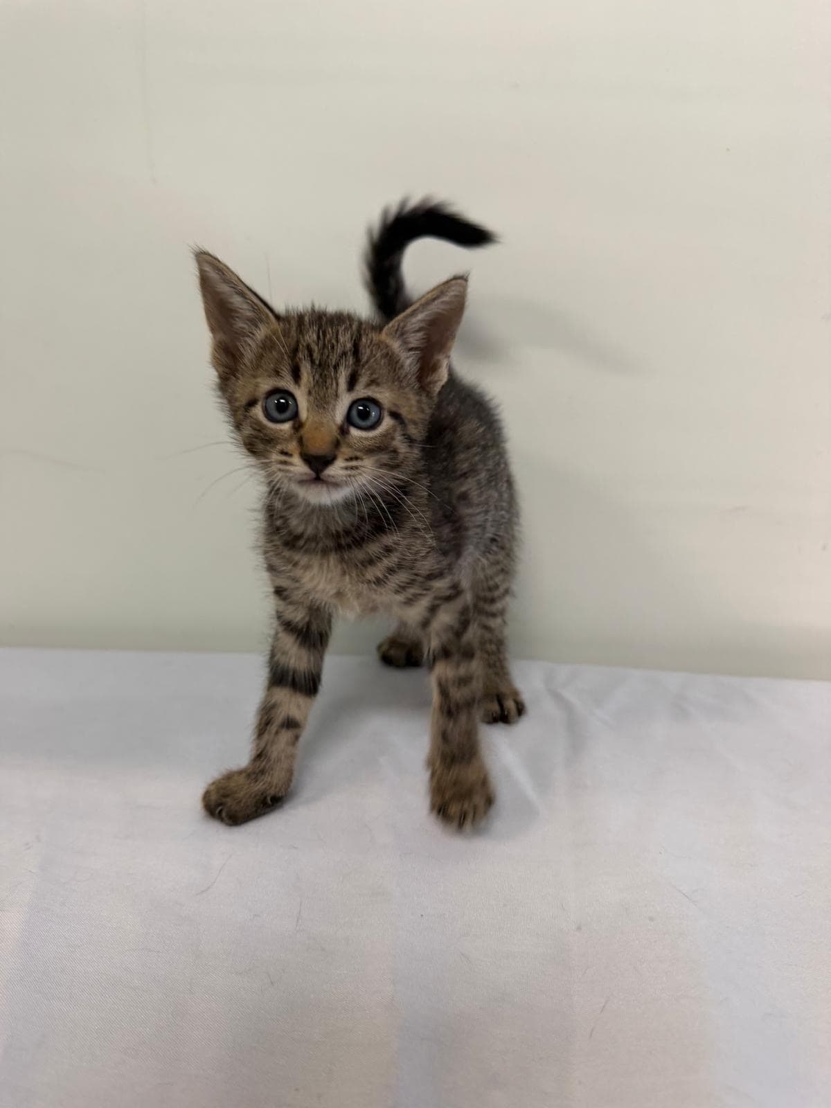 Mariano - Domestic Medium Hair