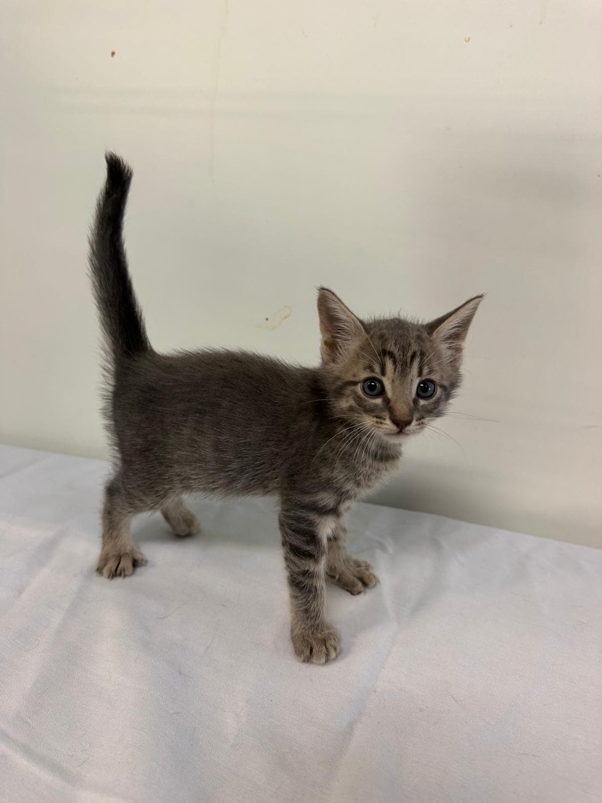 Marcos Vinicius - Domestic Short Hair