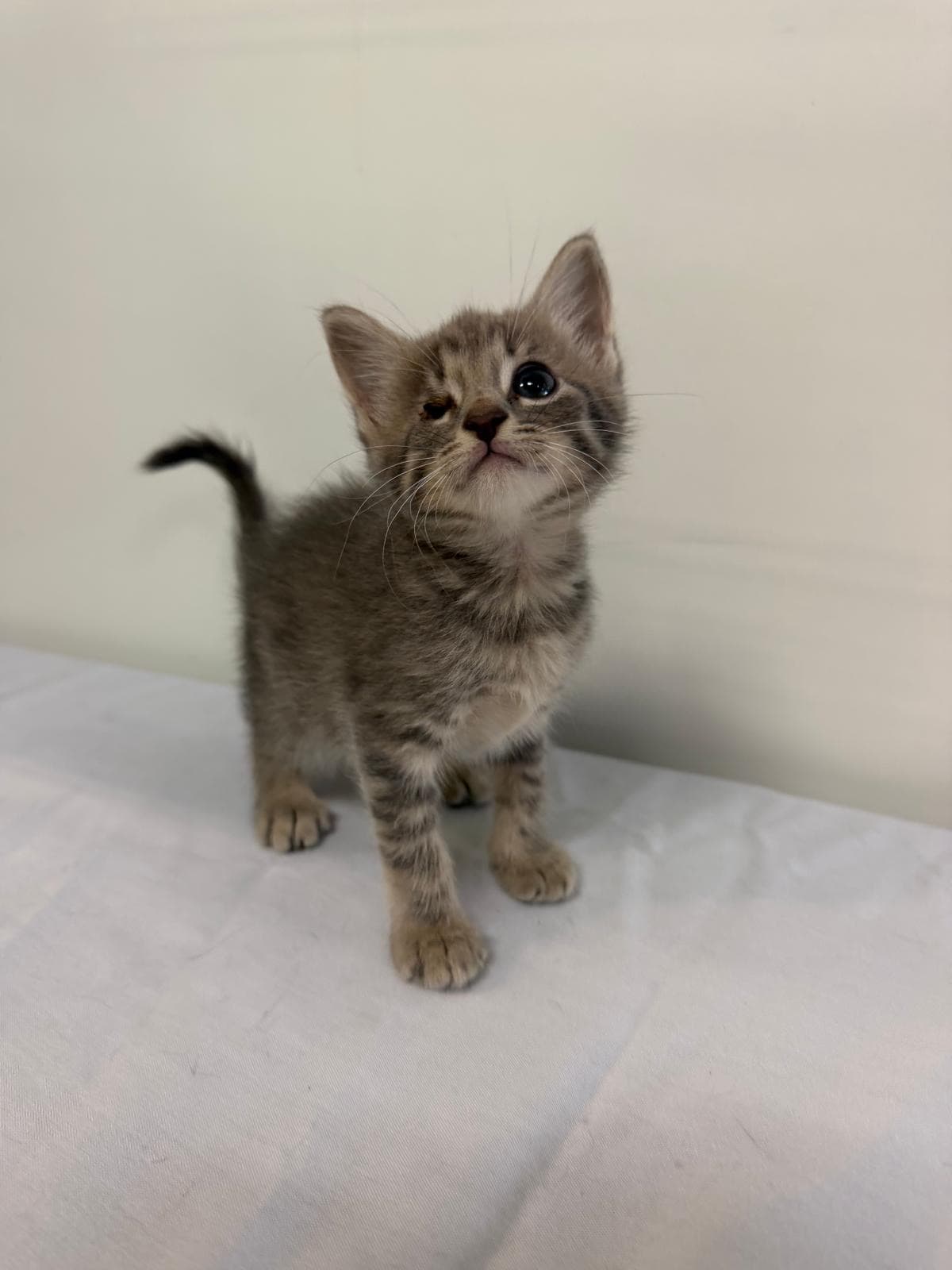Marcelo - Domestic Short Hair