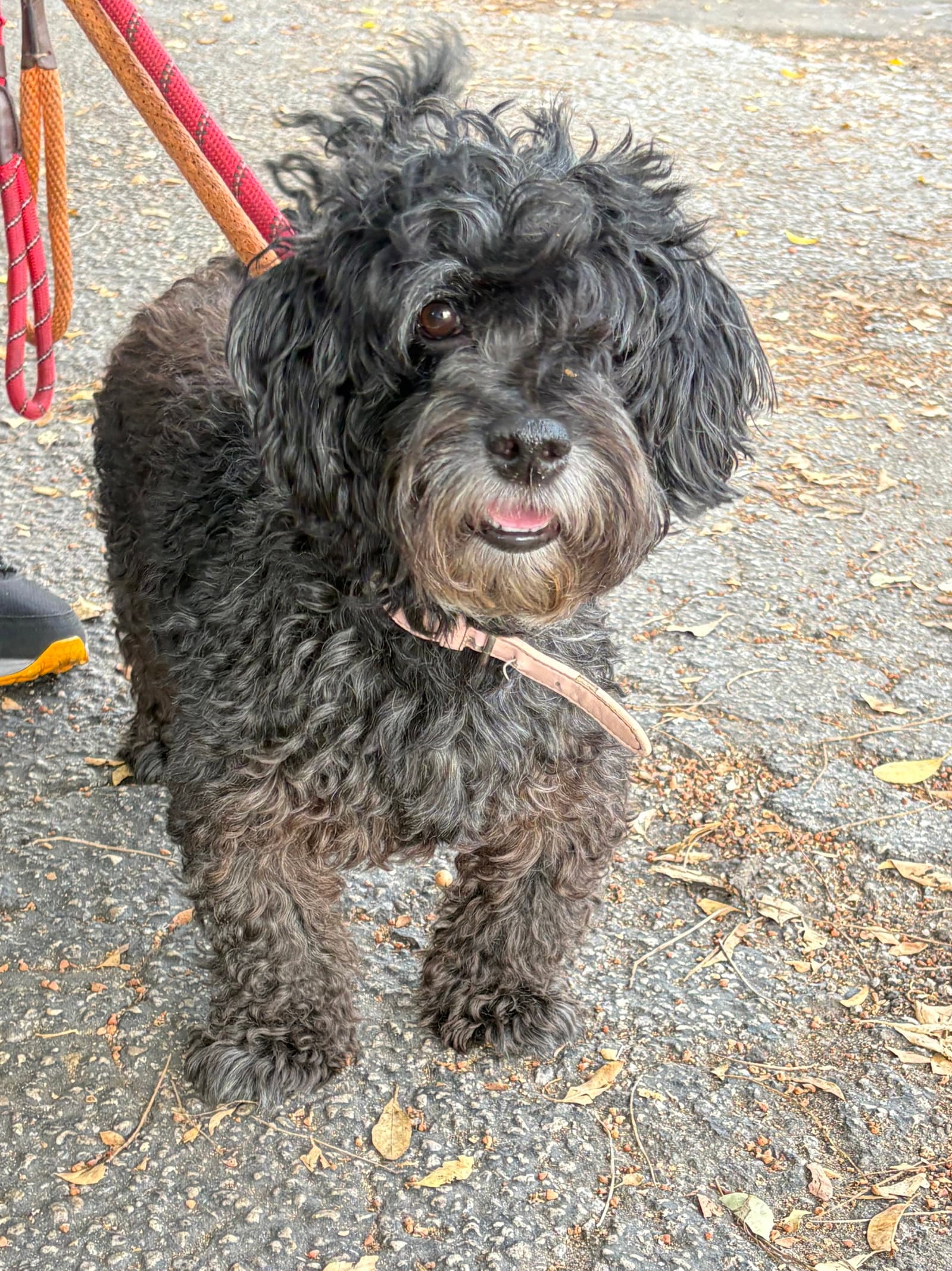 Paprika - Schnauzer