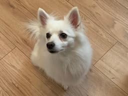 Poof image 2