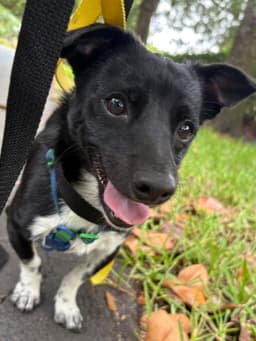 Biscotti image 4